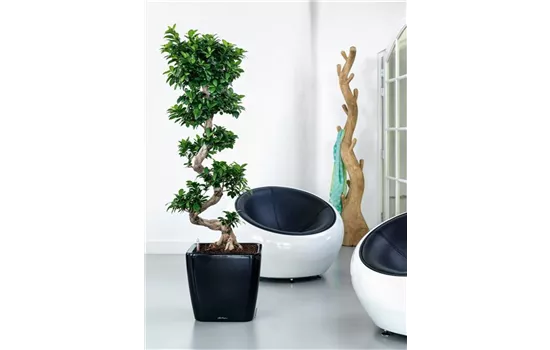 Stressless Ambiente