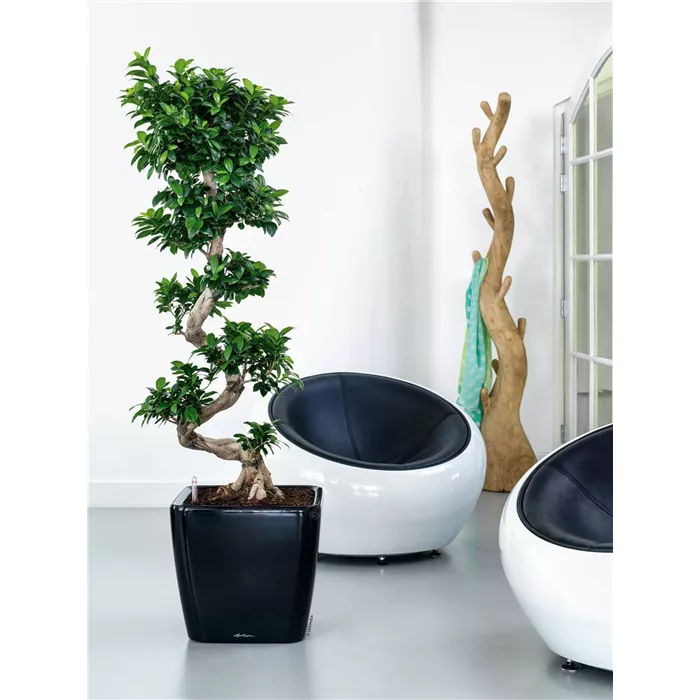 Stressless Ambiente